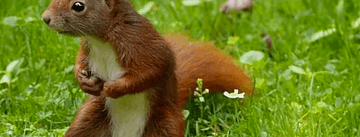 Squirrels With Guns, on Geeks.media